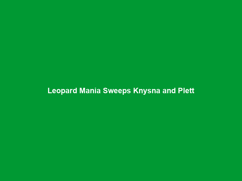 Leopard Mania Sweeps Knysna and Plett